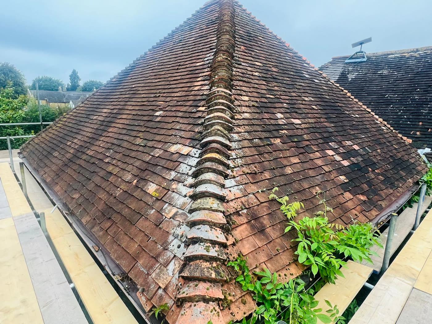 Old clay tile hip roof covered in moss, with plants growing up through the tiles, Cotham